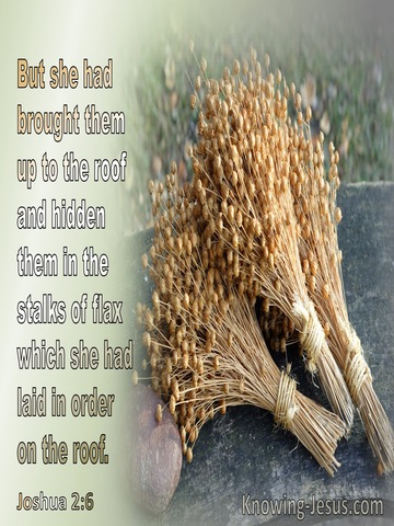 Joshua 2:6 She Brought Them To The Roof And Hid Them In The Stalks Of Flaxgray